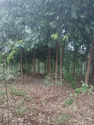 50x100 Plot for Sale Near Nembu Town, Gatundu South