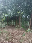 50x100 Plot for Sale Near Nembu Town, Gatundu South - 1