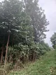 50x100 Plot for Sale Near Nembu Town, Gatundu South - 2