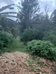 50x100 Plot for Sale Near Nembu Town, Gatundu South - 3