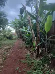 50x100 Plot for Sale Near Nembu Town, Gatundu South - 5