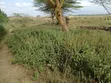 Kitalu Bora Mai Mahiu Kinauzwa - 4