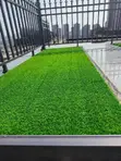Easy-to-Manage Grass Carpet - 2