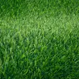 Aesthetic Grass Carpet for Office & Events - 1