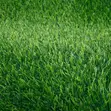 Aesthetic Grass Carpet for Office & Events - 2