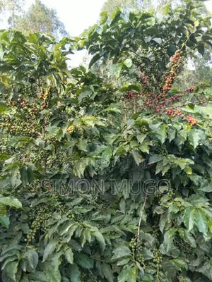 Kiambu Komothai Eka 2 za Kipekee - Mbele ya Mto, Upatikanaji wa Lami