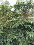 Kiambu Komothai Eka 2 za Kipekee - Mbele ya Mto, Upatikanaji wa Lami - 1