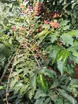 Kiambu Komothai Eka 2 za Kipekee - Mbele ya Mto, Upatikanaji wa Lami - 2