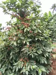 Kiambu Komothai Eka 2 za Kipekee - Mbele ya Mto, Upatikanaji wa Lami - 4