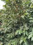 Kiambu Komothai Eka 2 za Kipekee - Mbele ya Mto, Upatikanaji wa Lami - 5