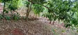 1/2 Acre Farmland with House in Muthiga, Gatundu - 2