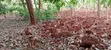 1/2 Acre Farmland with House in Muthiga, Gatundu - 3
