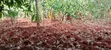 1/2 Acre Farmland with House in Muthiga, Gatundu - 4