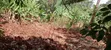1/2 Acre Farmland with House in Muthiga, Gatundu - 5
