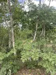 93 Acres Farmland for Sale in Marafa - 1