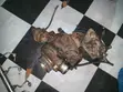 Injini ya Mitsubishi Fuso Canter 4P10 Turbo Intercooler - 2