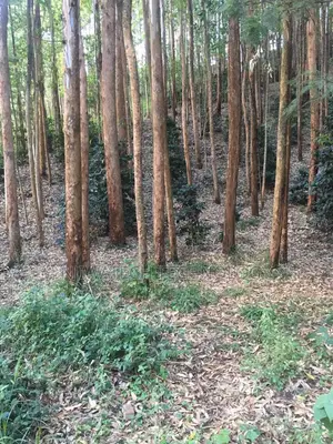 5 Acres Land for Sale - Githunguri, Kiambu