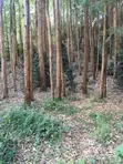 5 Acres Land for Sale - Githunguri, Kiambu - 1