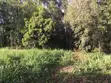 5 Acres Land for Sale - Githunguri, Kiambu - 2