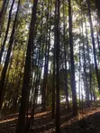 5 Acres Land for Sale - Githunguri, Kiambu - 4