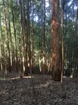 5 Acres Land for Sale - Githunguri, Kiambu - 5