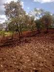 40x80 Plots for Sale at Kagaa, Kenol - 2