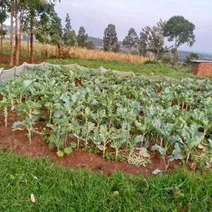 Ardhi Inauzwa Migori - Matumizi Mchanganyiko