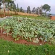 Ardhi Inauzwa Migori - Matumizi Mchanganyiko - 1