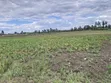 50x100 Plots for Sale in Kiamunyi, Nakuru - 4