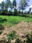 Kitalu cha 50x100 kinauzwa Webuye - 4