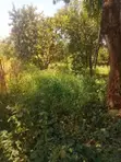 Shamba la Eka 5 na Nyumba ya Shamba Kitambala, Mombasa - 2
