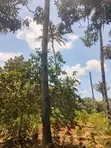 Shamba la Eka 5 na Nyumba ya Shamba Kitambala, Mombasa - 5