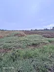 Kitalu cha Prime cha 1/4 Eka Kinauzwa Greenstead, Nakuru - 3