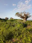 Nusu Eka ya Kiwanja cha Pwani kwa Mauzo Mayungu, Malindi - 1