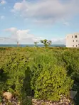 Nusu Eka ya Kiwanja cha Pwani kwa Mauzo Mayungu, Malindi - 3