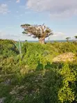 Nusu Eka ya Kiwanja cha Pwani kwa Mauzo Mayungu, Malindi - 4