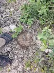 Nusu Eka ya Kiwanja cha Pwani kwa Mauzo Mayungu, Malindi - 5