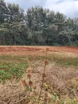 Vipande vya 1/8 Eka Makazi Vinauzwa, Ngong-Kibiko (Ole Montet) - 5